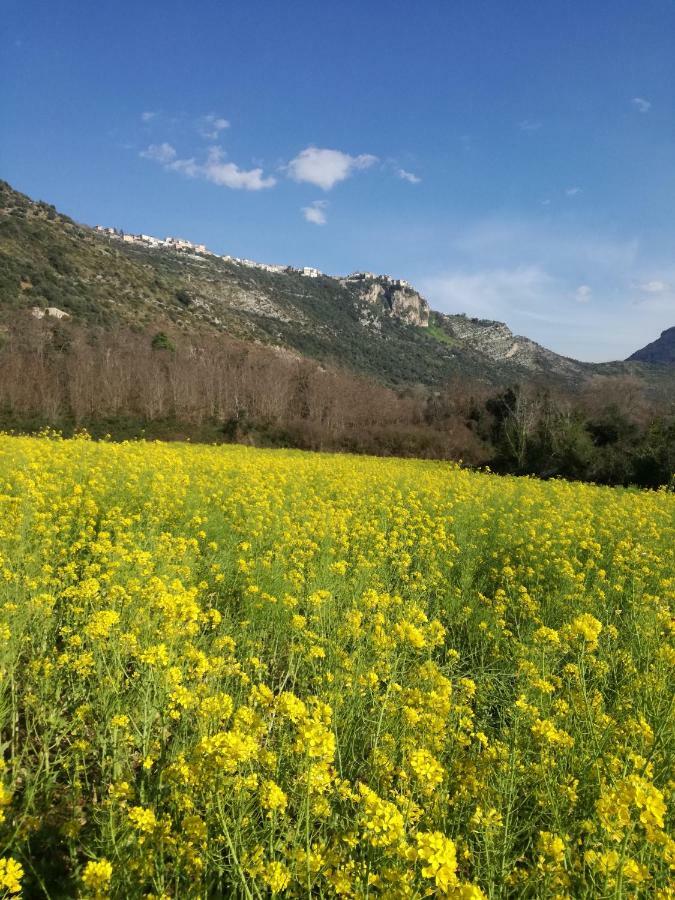 Casa La Calicchia Konuk evi Norma Dış mekan fotoğraf